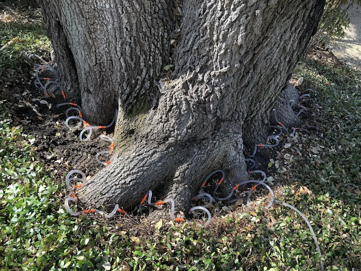 Detailed Tree Cabling and Bracing job site in Wausa